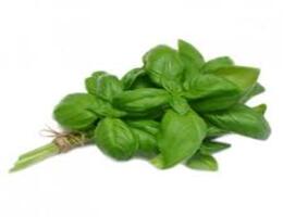 Albahaca