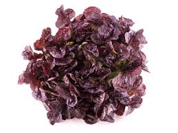 Lechuga Morada